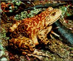 frosch.jpg (10987 Byte)